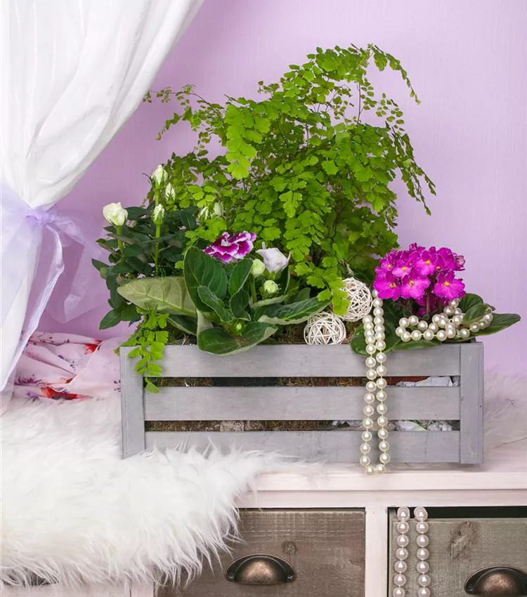 Gloxinia des fleuristes Gloxinia des fleuristes