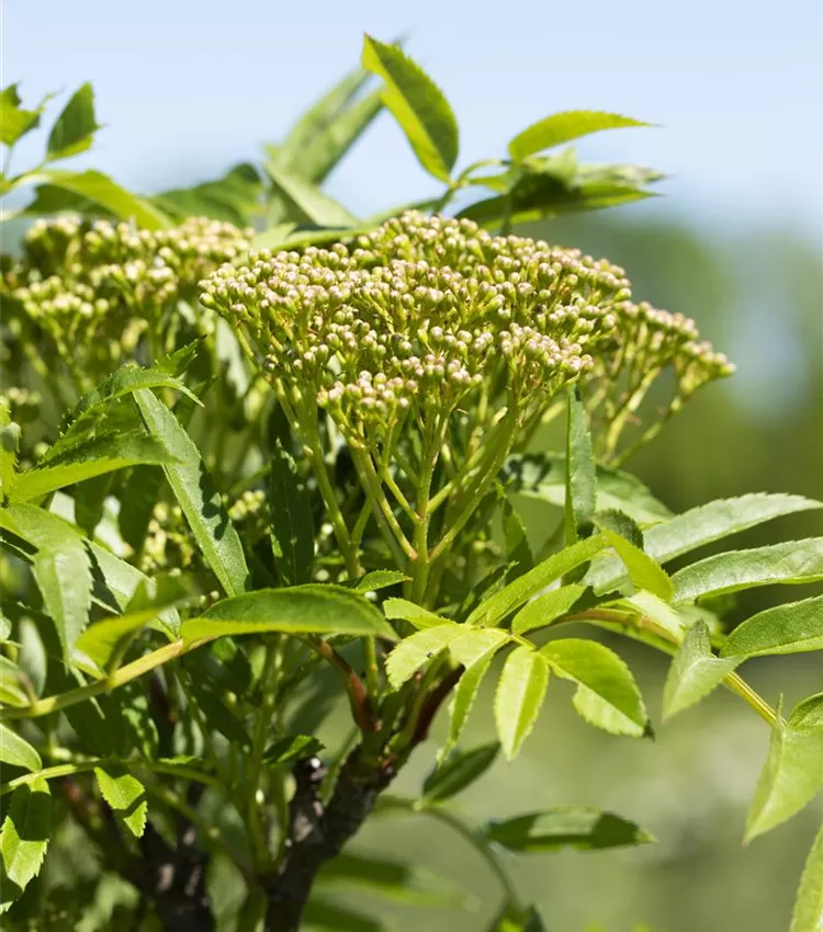 Eberesche 'Autumn Spire'®