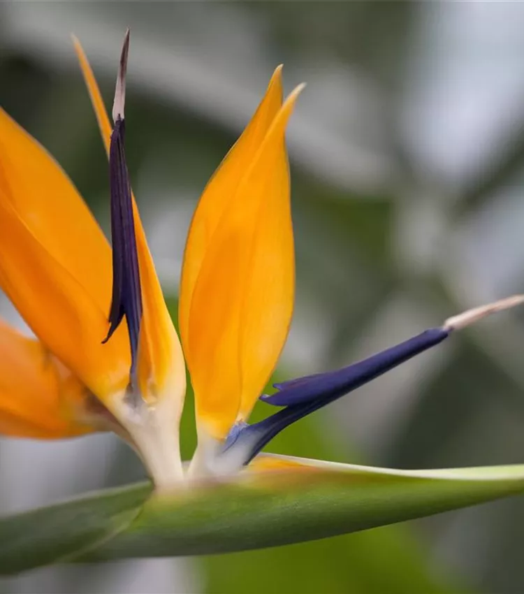 Strelitzia reginae, Knigs-Strelitzie | RICOTER Erdaufbereitung AG
