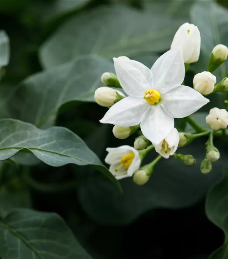 Morelle Faux Jasmin - Solanum Jasminoïdes Grimpante à Fleurs Blanches Ou Violettes