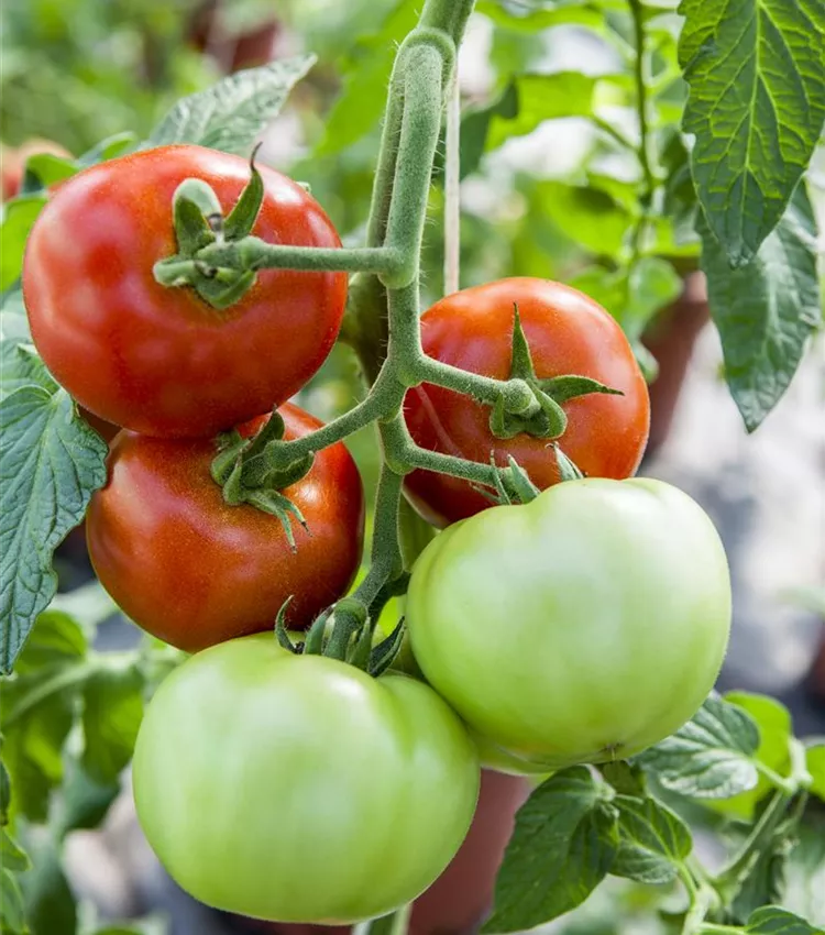 Tomate 'Harzfeuer F1'