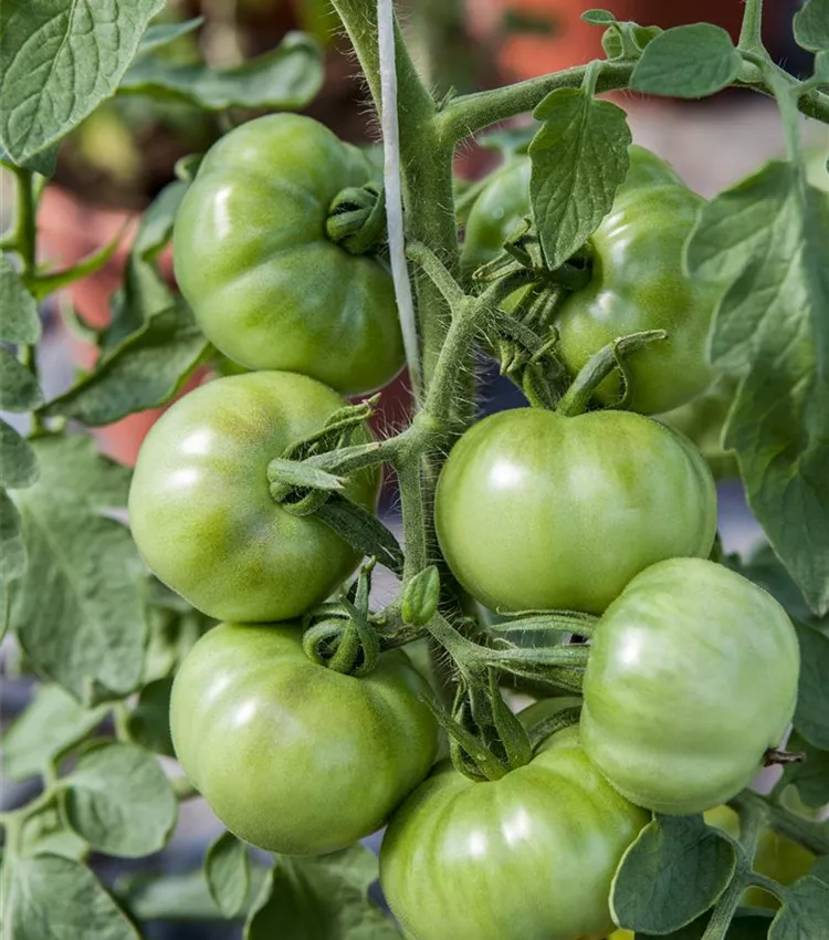 Tomate 'Marmande'
