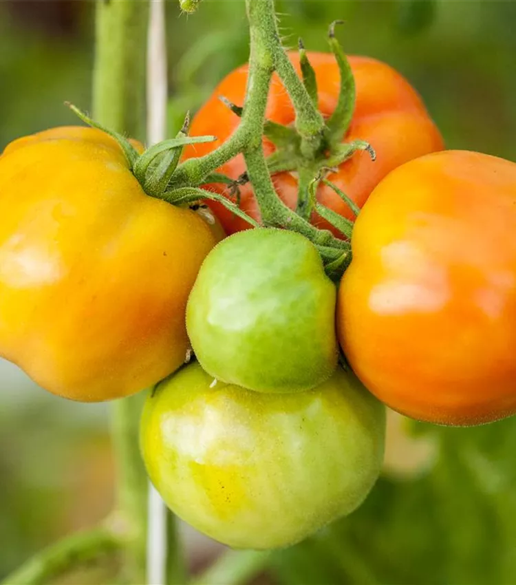 Tomate 'Marmande'
