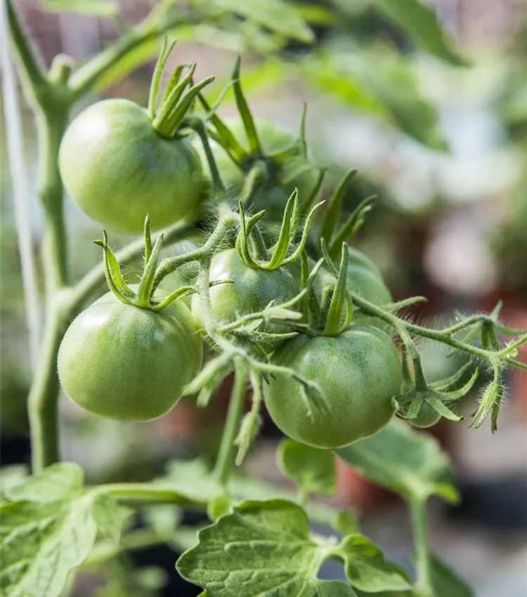 Tomate 'Ochsenherz'