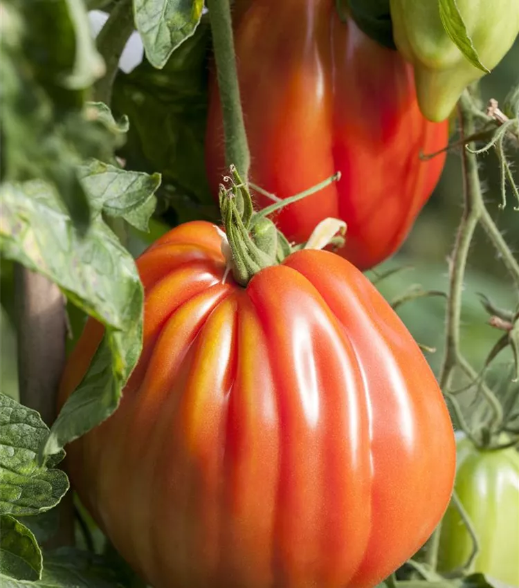Tomate 'Ochsenherz'