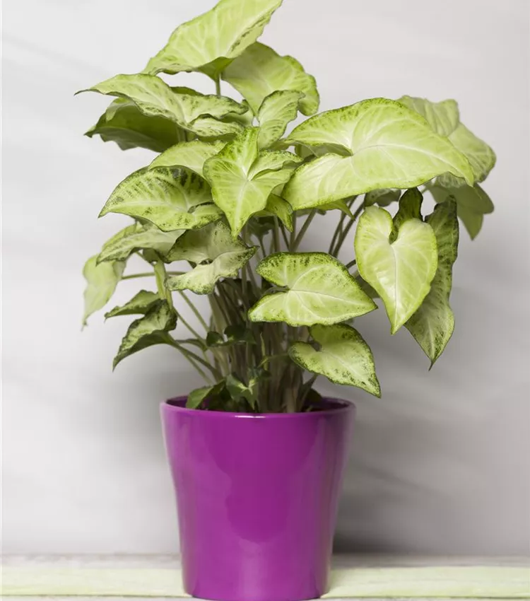 Syngonium podophyllum, Purpurtute | RICOTER Erdaufbereitung AG
