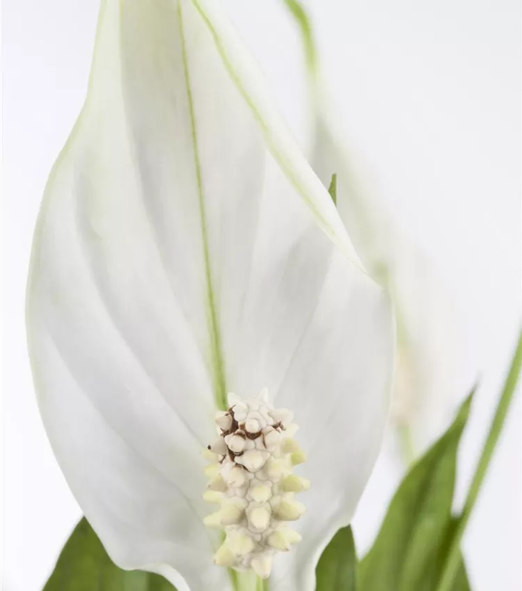 Einblatt 'Bellini'