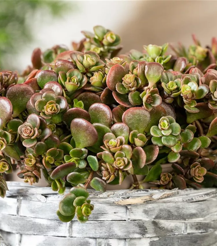 Sedum tetractinum 'Coral Reef', Mauerpfeffer 'Coral Reef' | RICOTER  Erdaufbereitung AG