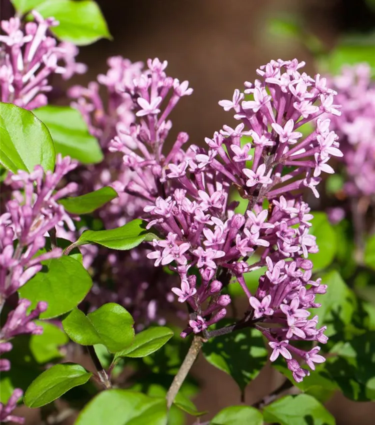 Lilas 'Palibin'