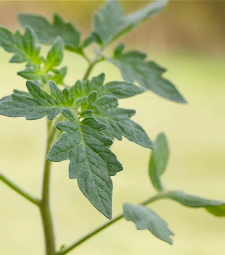 Tomate 'Rundfrucht'