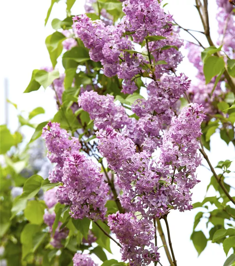 Lilas Lilas