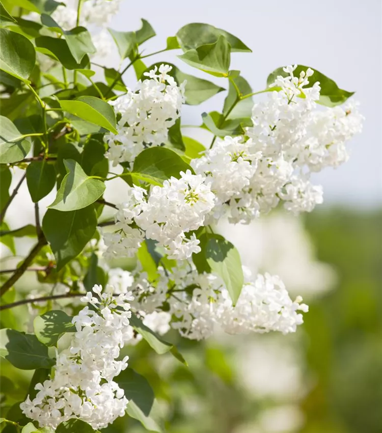 Lilas