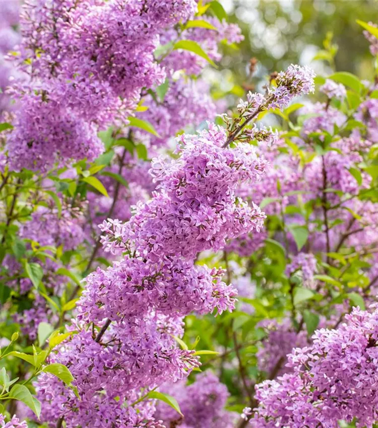 Lilas