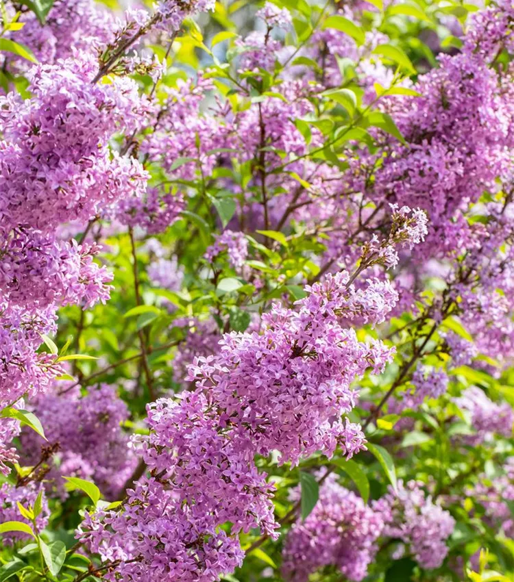 Lilas