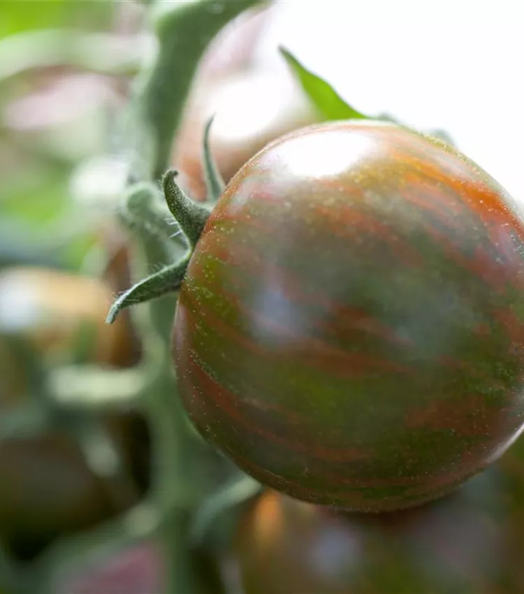 Tomate 'Tiger'
