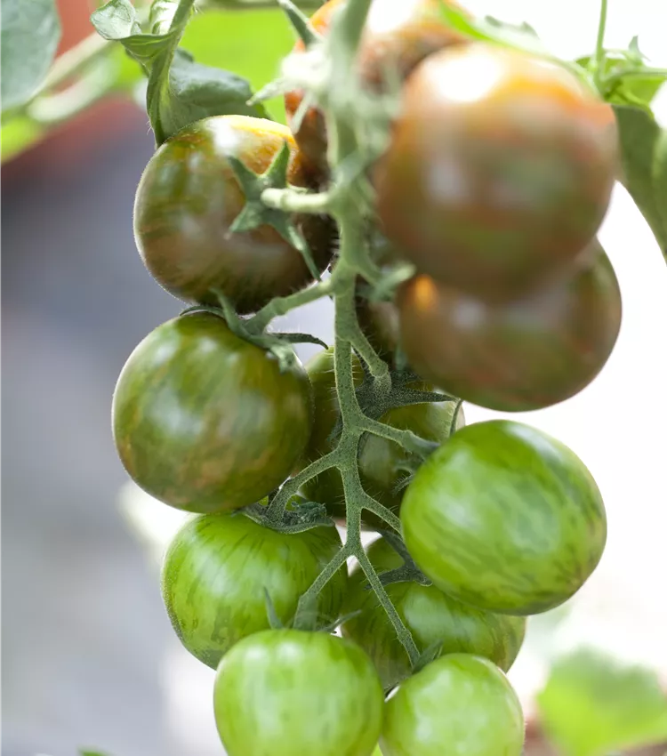 Tomate 'Tiger'