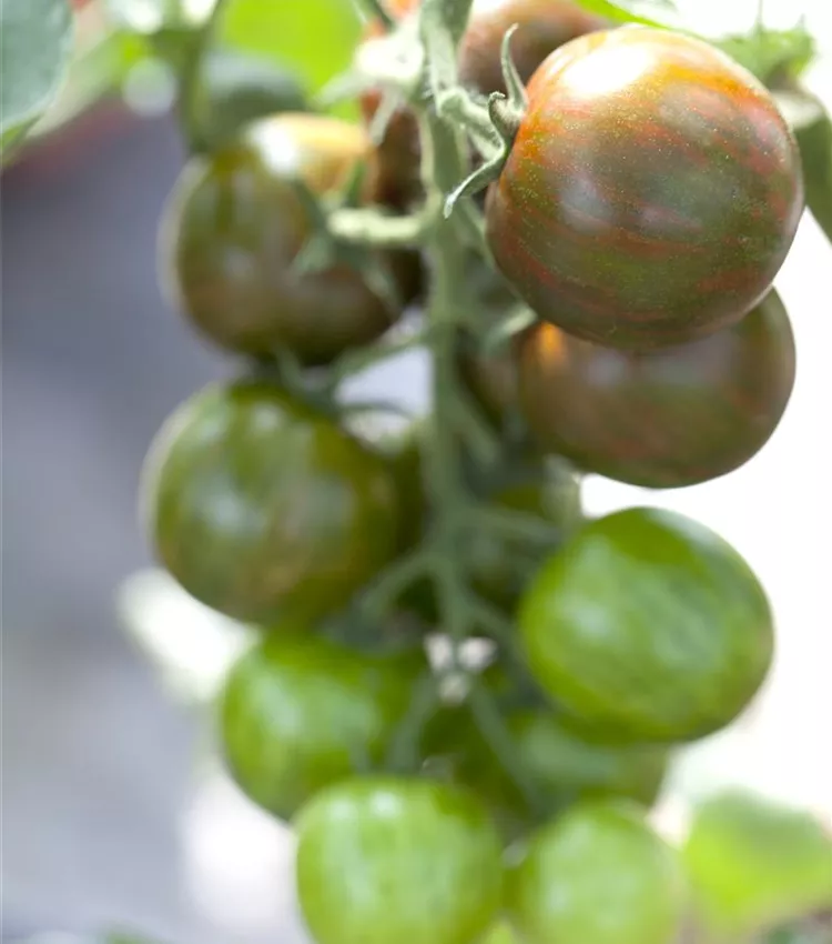 Tomate 'Tiger'