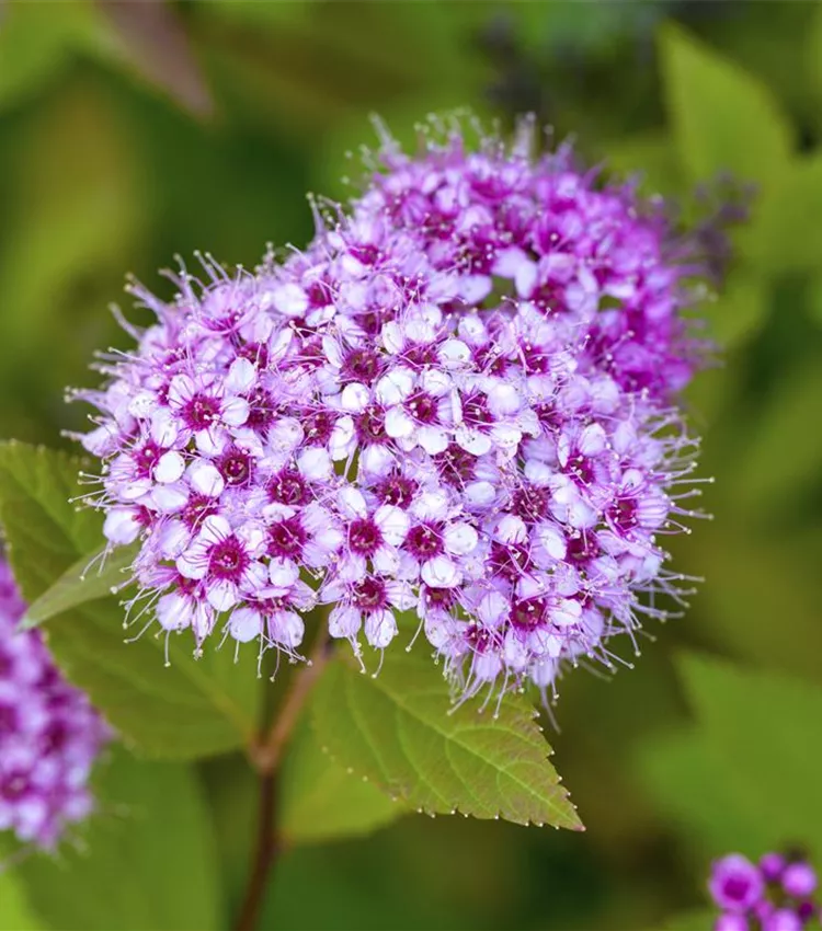 Sommerspiere Sommerspiere