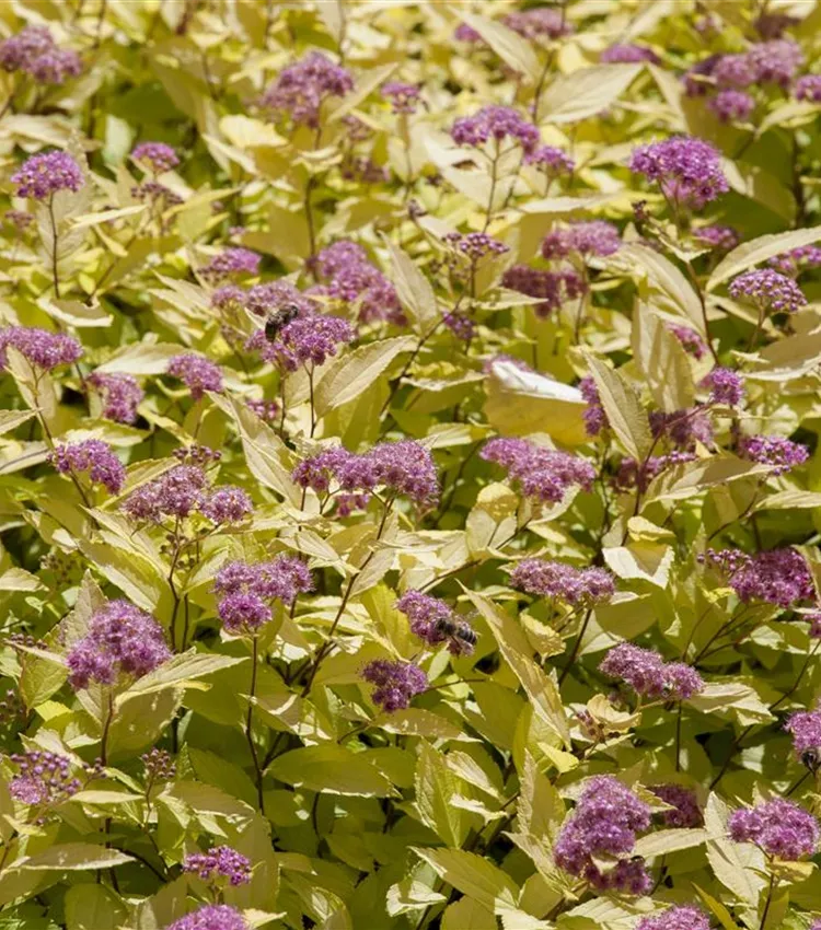 Sommerspiere Sommerspiere