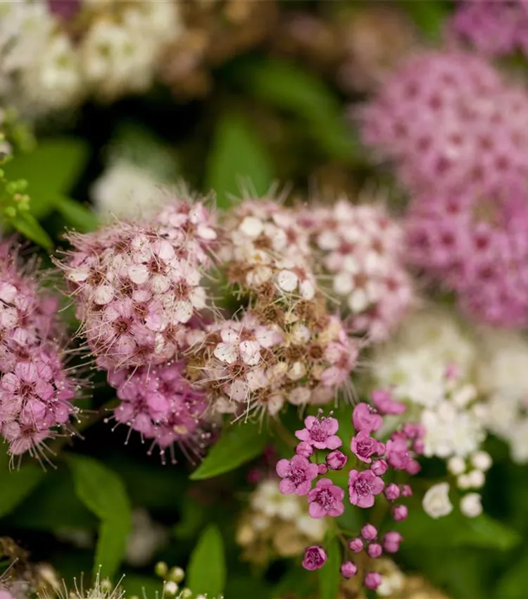 Sommerspiere Sommerspiere