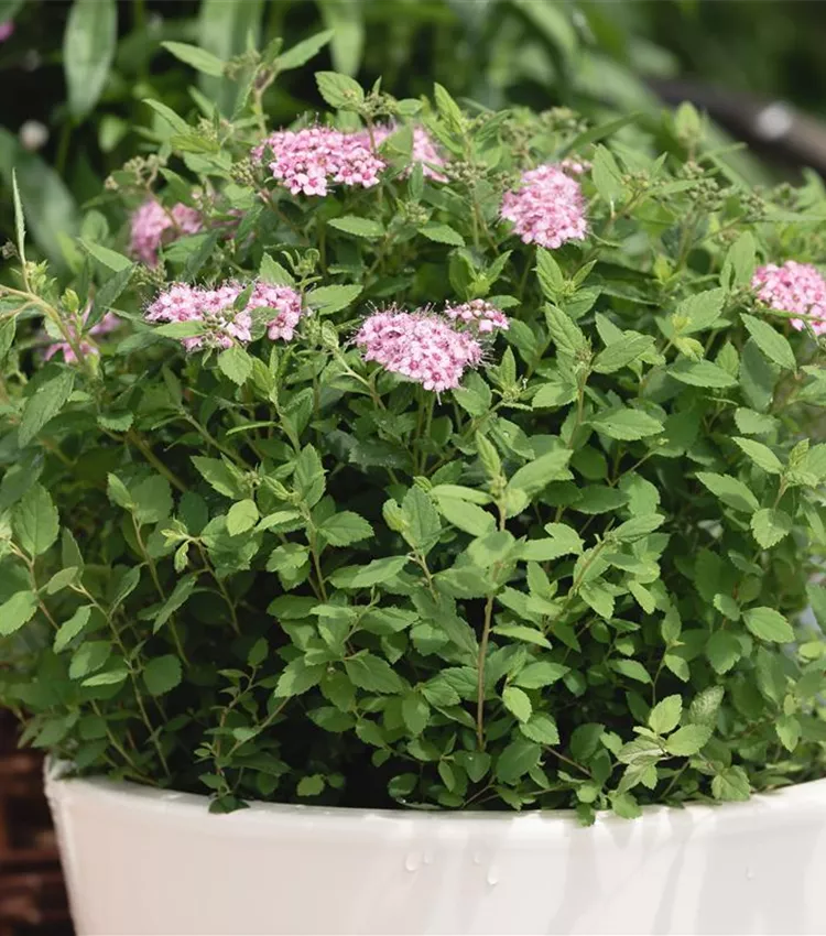 Sommerspiere Sommerspiere