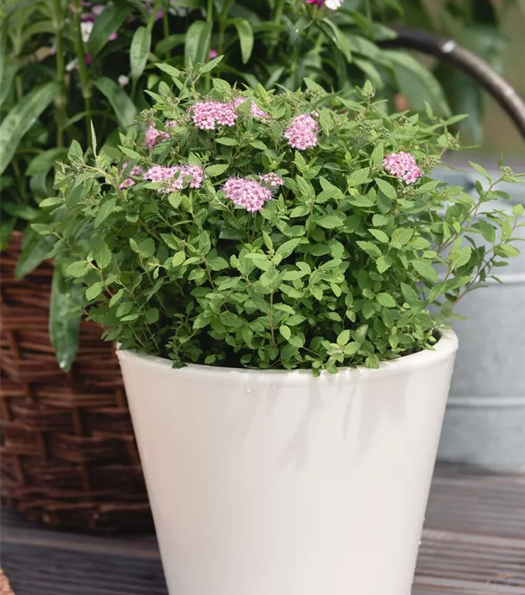 Sommerspiere Sommerspiere