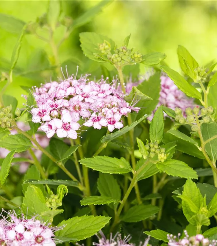 Sommerspiere Sommerspiere