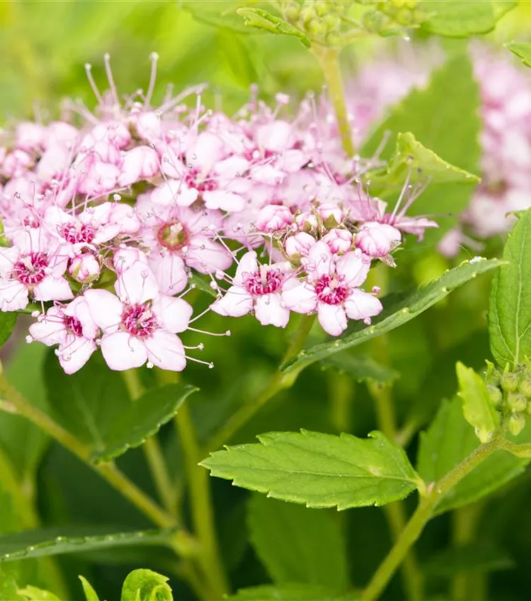 Sommerspiere Sommerspiere