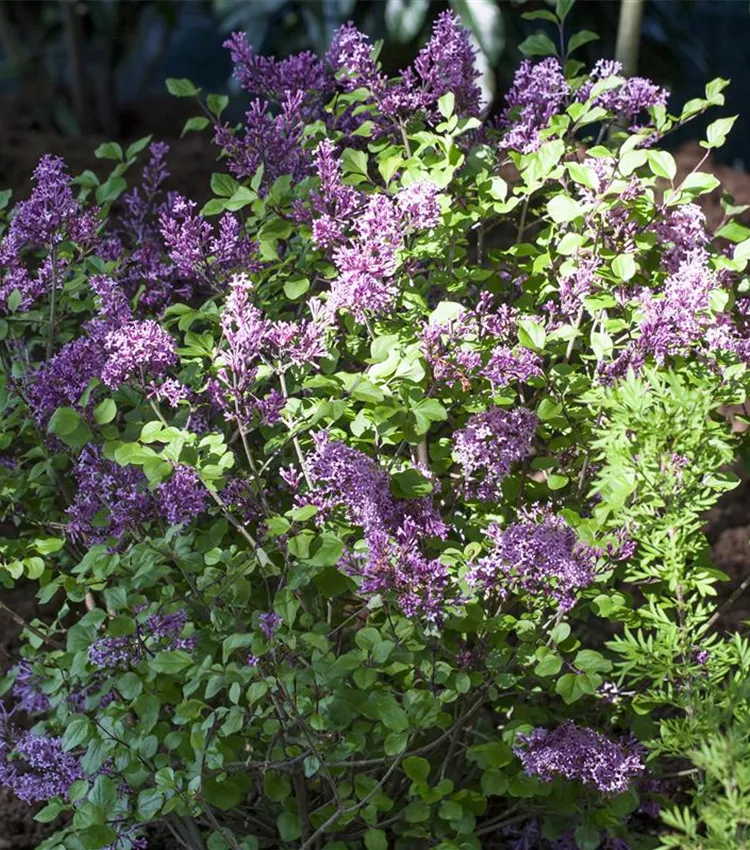 Lilas 'Palibin'