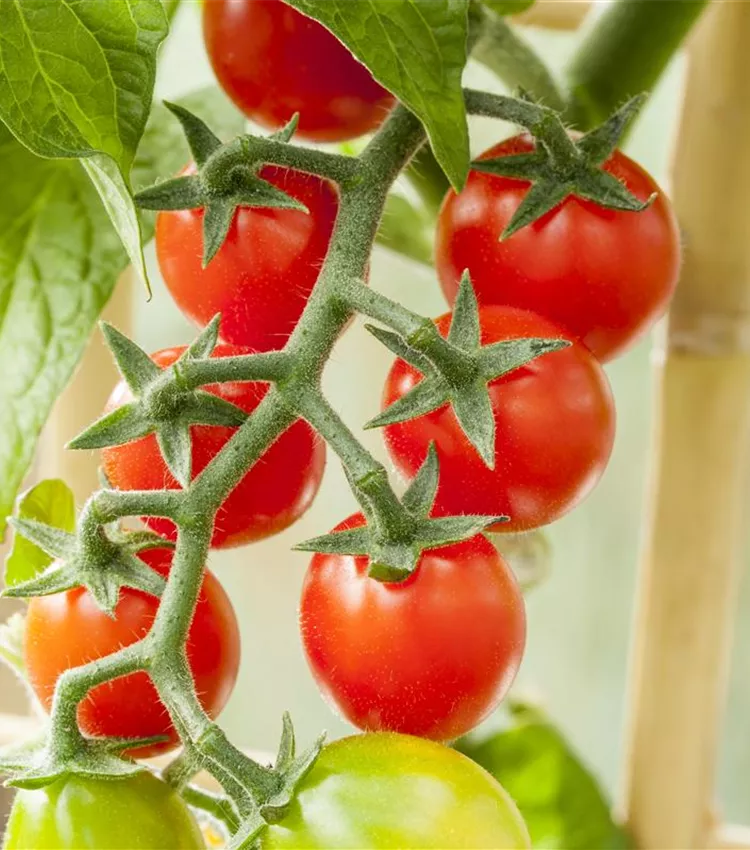 Tomate cerise 'Candytom®'