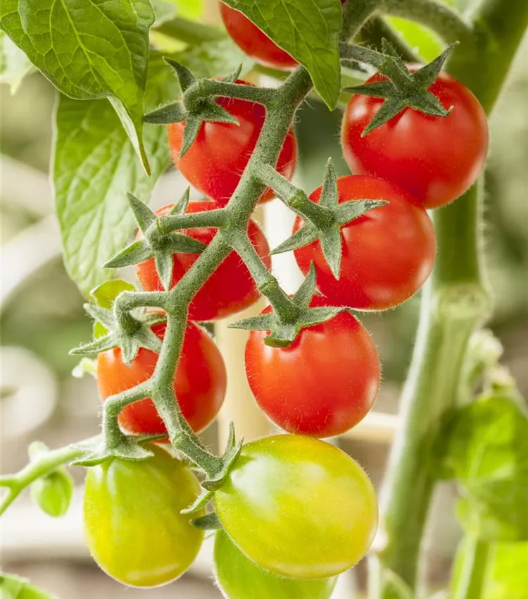 Tomate cerise 'Candytom®'
