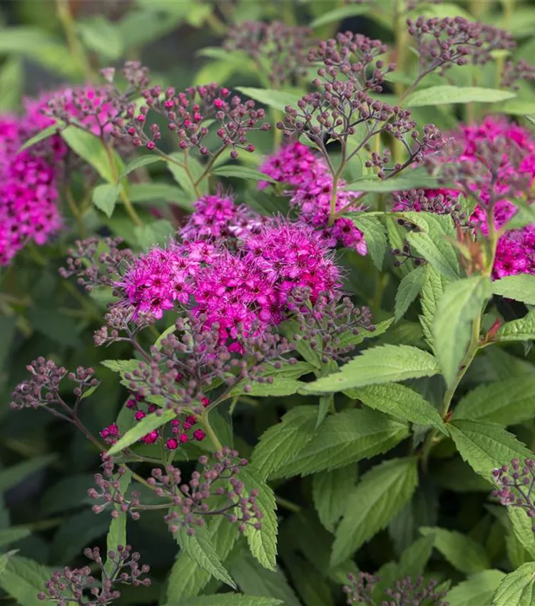 Spirée japonaise 'Anthony Waterer'