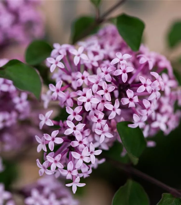 Meyer's Flieder 'Josée'