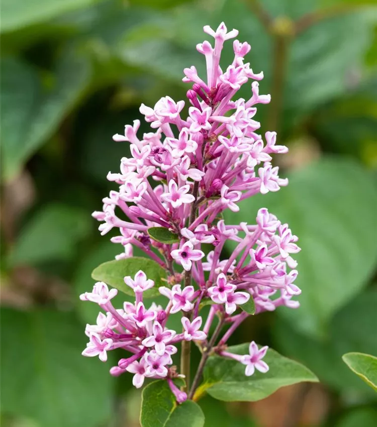 Meyer's Flieder 'Josée'