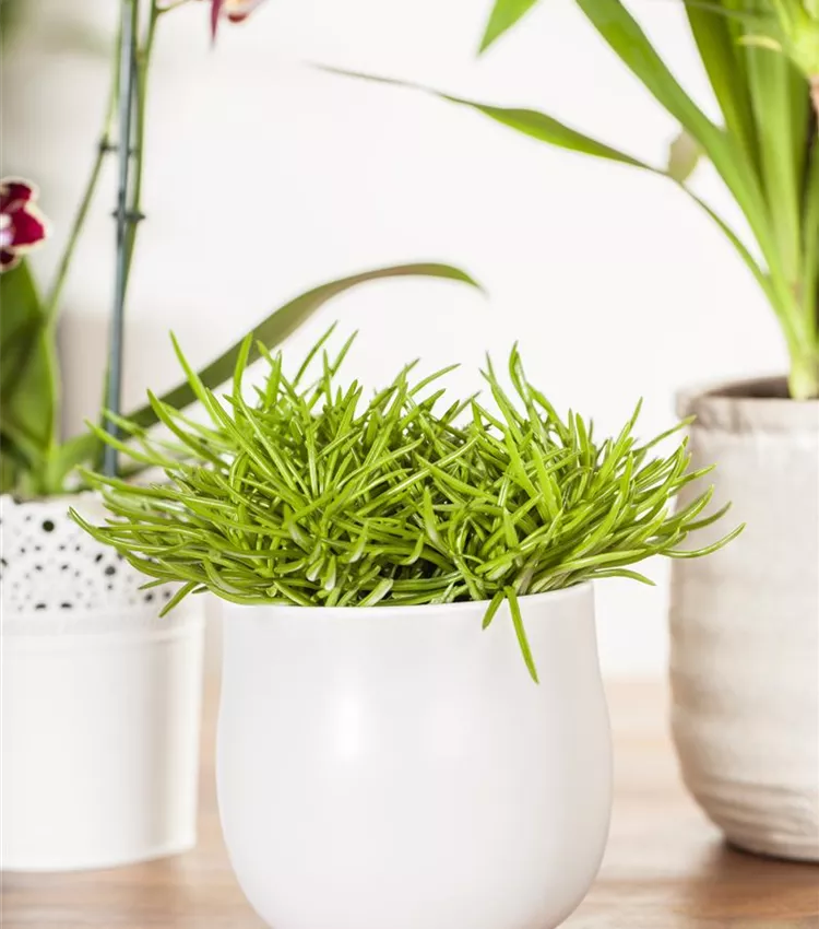 orchidee künstlich wie echt Künstliche Orchidee - Leo | 100 cm