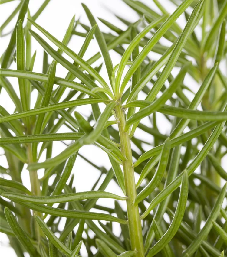 Senecio barbertonicus 'Himalaya', Greiskraut 'Himalaya' | RICOTER  Erdaufbereitung AG