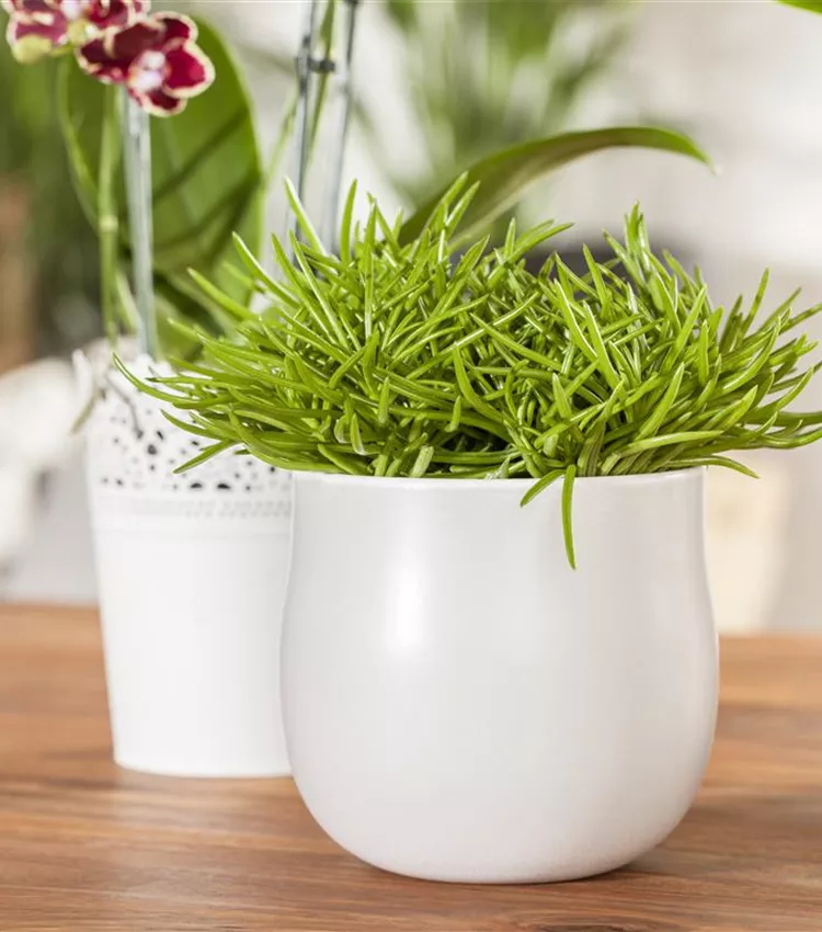 Senecio barbertonicus 'Himalaya', Greiskraut 'Himalaya' | RICOTER  Erdaufbereitung AG