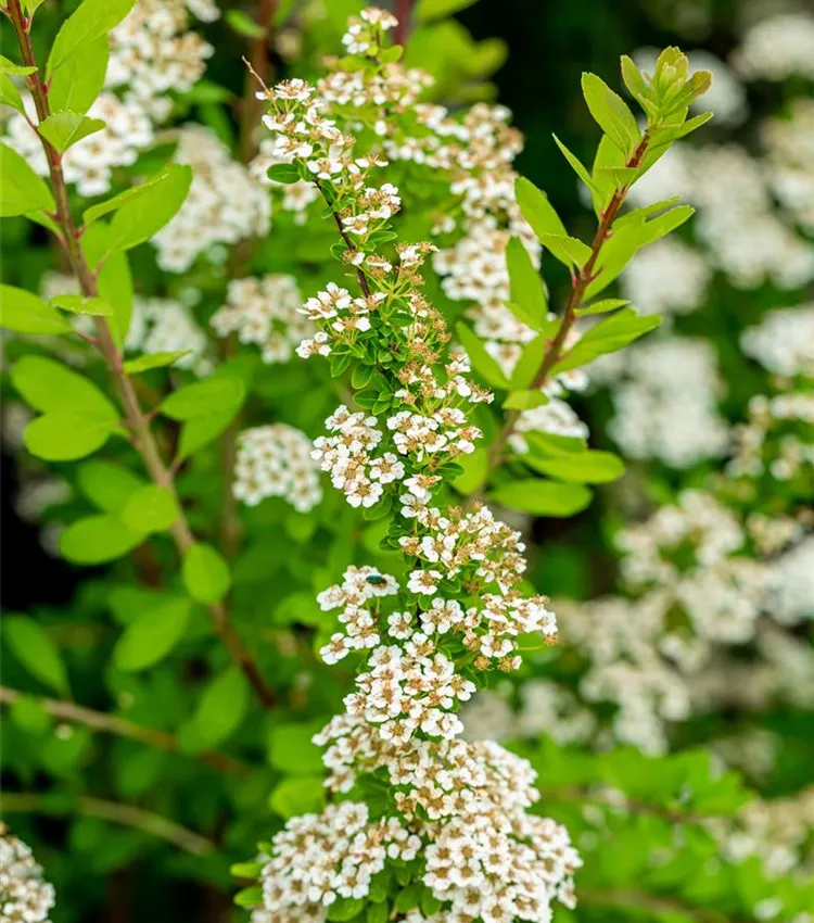 Spirée du Japon 'Snowmound'