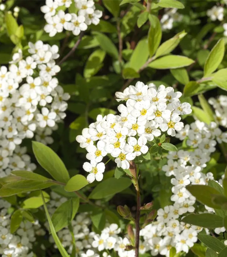 Spirée du Japon 'Grefsheim'