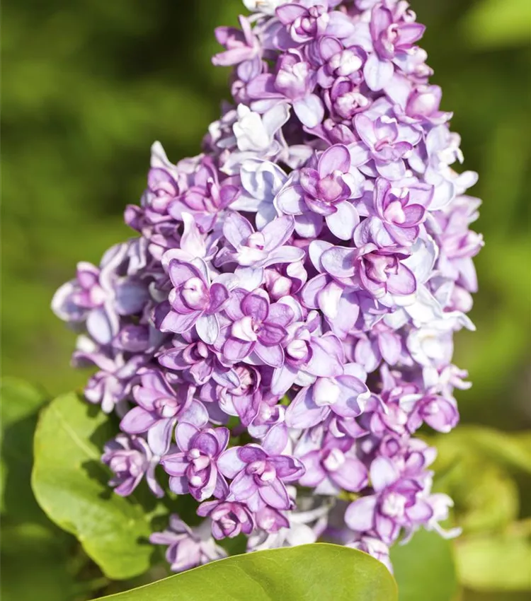 Lilas commun 'Perle von Stuttgart'