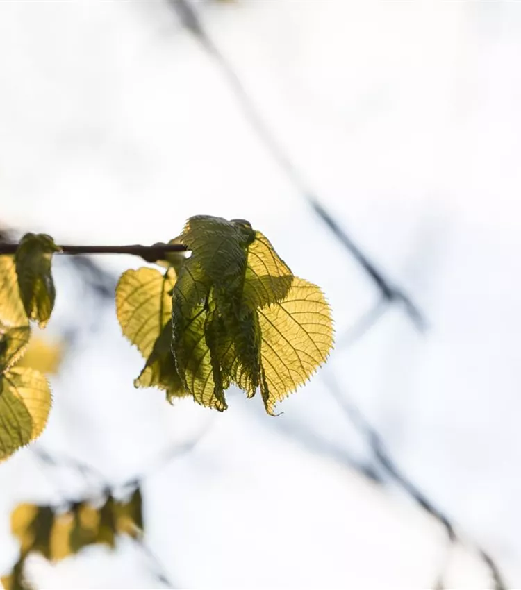 Tilleul à grandes feuilles