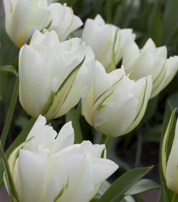 Tulipe 'Exotic Emperor'