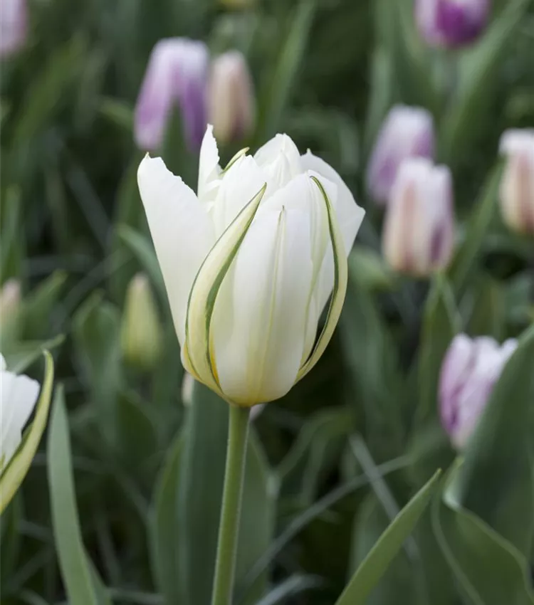 Tulipe 'Exotic Emperor'