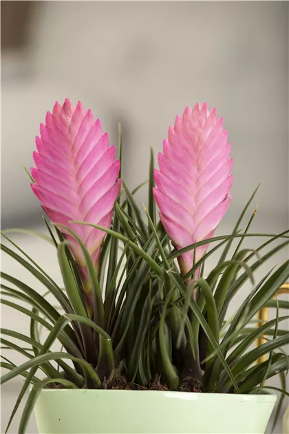 Tillandsia cyanea, Tillandsie | RICOTER Erdaufbereitung AG