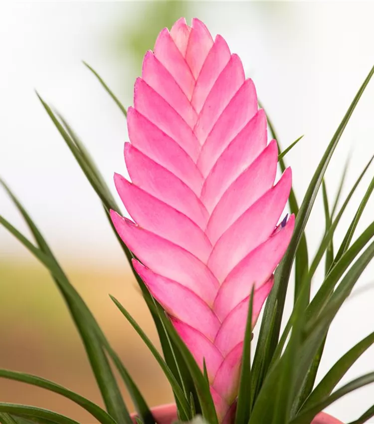 Tillandsia cyanea, Tillandsie | RICOTER Erdaufbereitung AG
