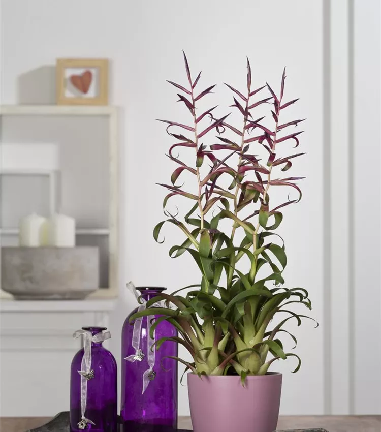 Tillandsia