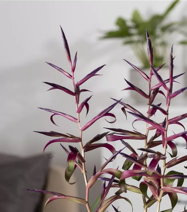Tillandsia