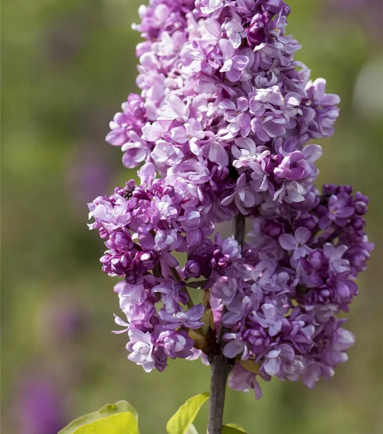 Lilas commun 'Perle von Stuttgart'