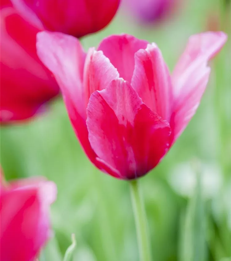 Tulipe