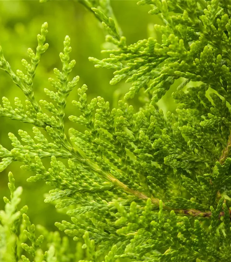 Thuja occidentalis 'Golden Brabant', Lebensbaum 'Golden Brabant' |  RICOTER Erdaufbereitung AG
